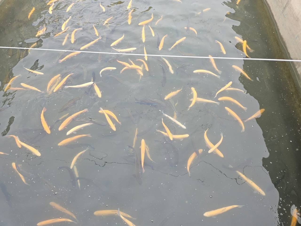 Вопросы развития форелеводства обсуждены в Комитете по рыбному хозяйству РД